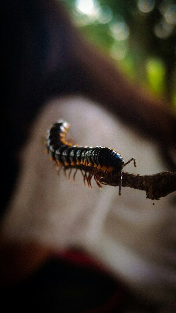 Centipede bite in NC prevention tips