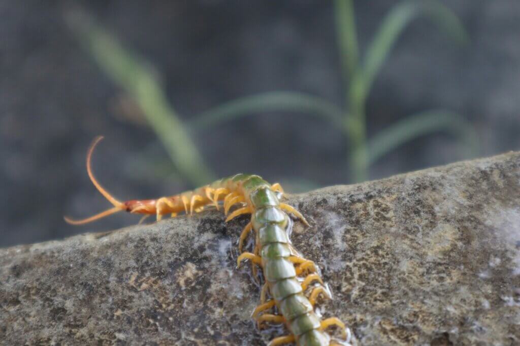 Common types of centipede bite in NC