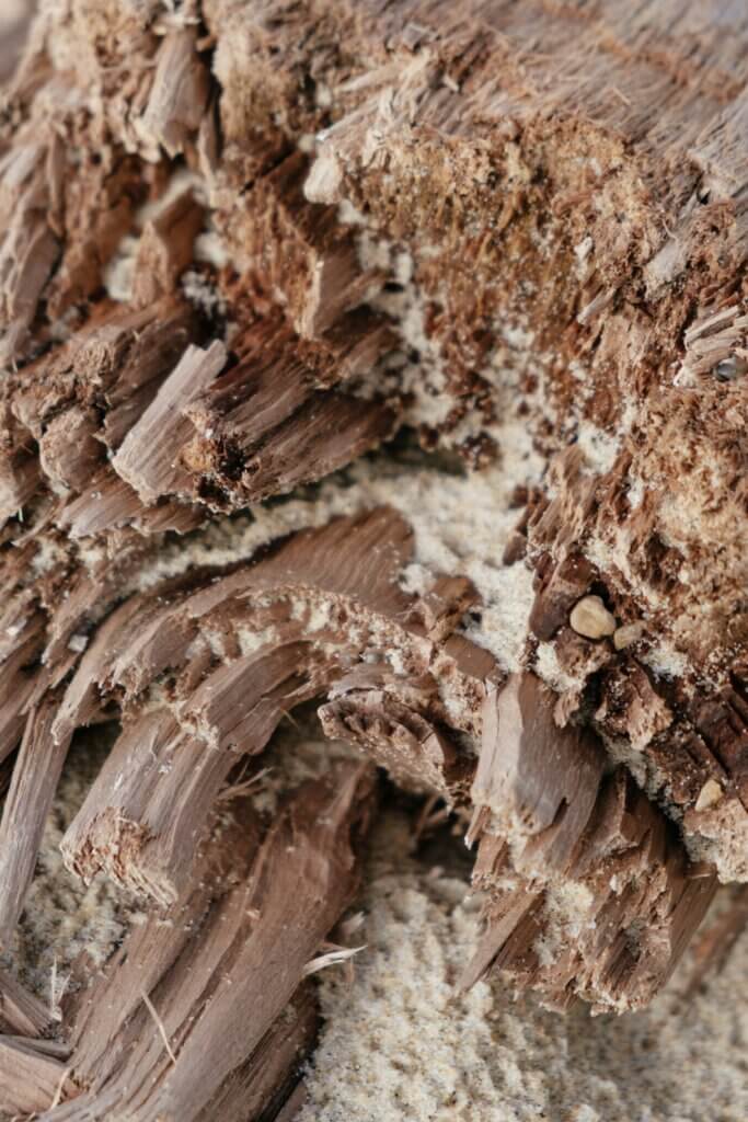 How to repair termite damage in NC