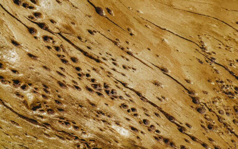 Termite damage in NC