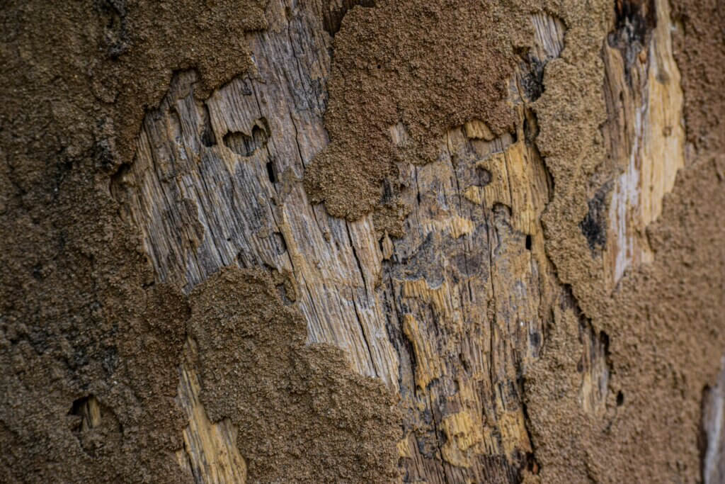 Common signs of termite damage in NC