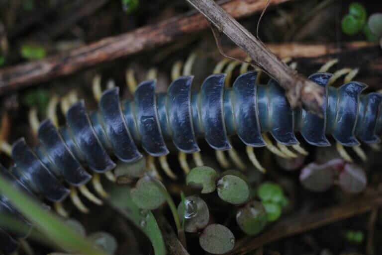 Centipede bite in NC signs