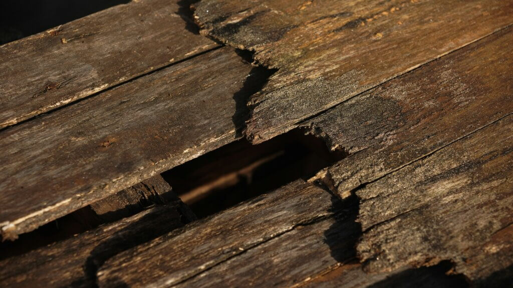 Pest control for termite damage in NC