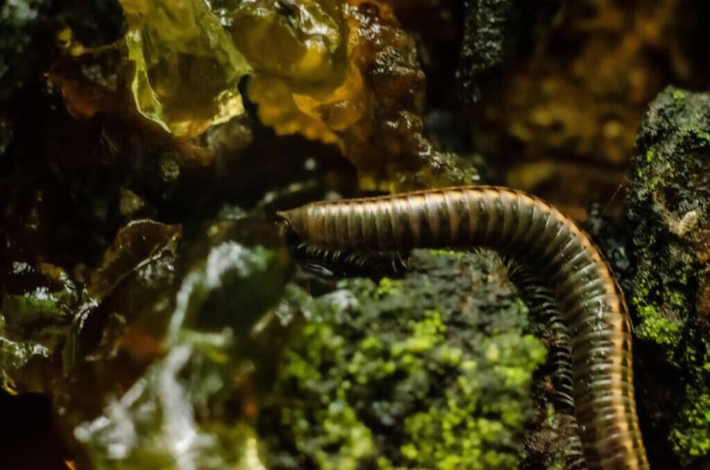 Symptoms of a centipede bite in NC