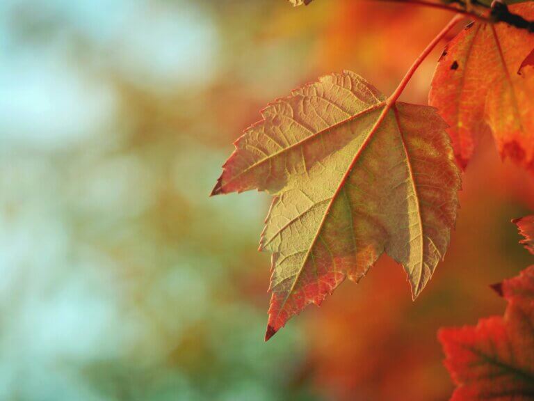 What are common Fall pests?