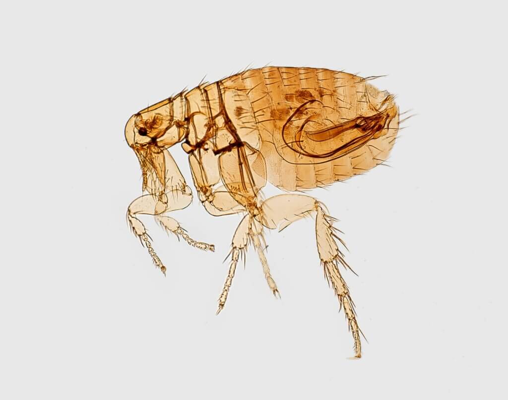 Fleas and ticks pest control in North Carolina