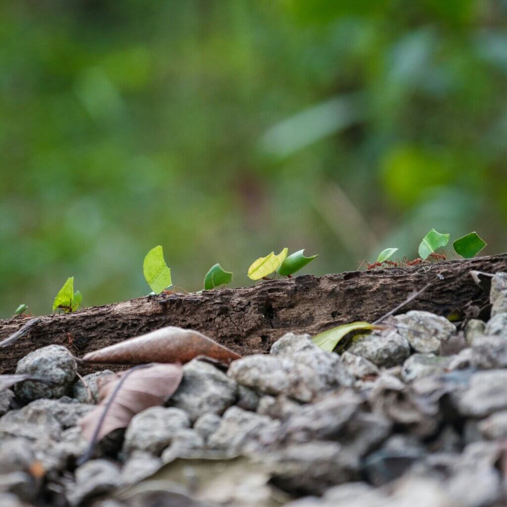 Types of ants in NC and how to prevent them
