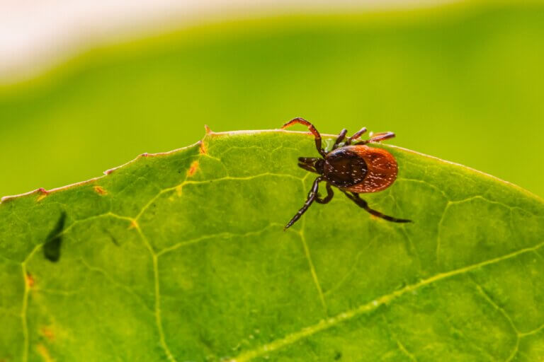Fleas and ticks in North Carolina