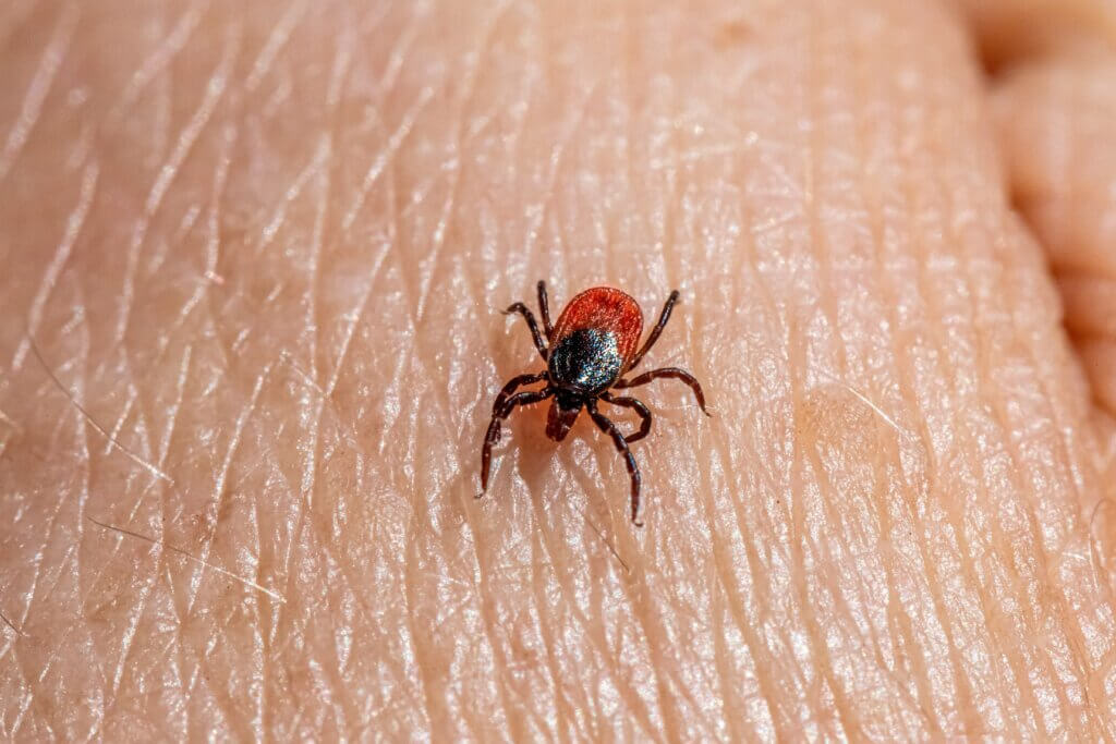Common fleas and ticks in Asheville, NC
