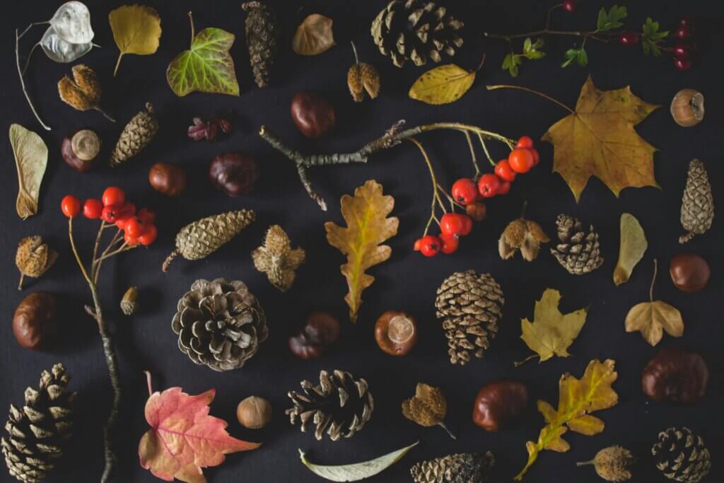 Fall pest control services in Asheville, NC