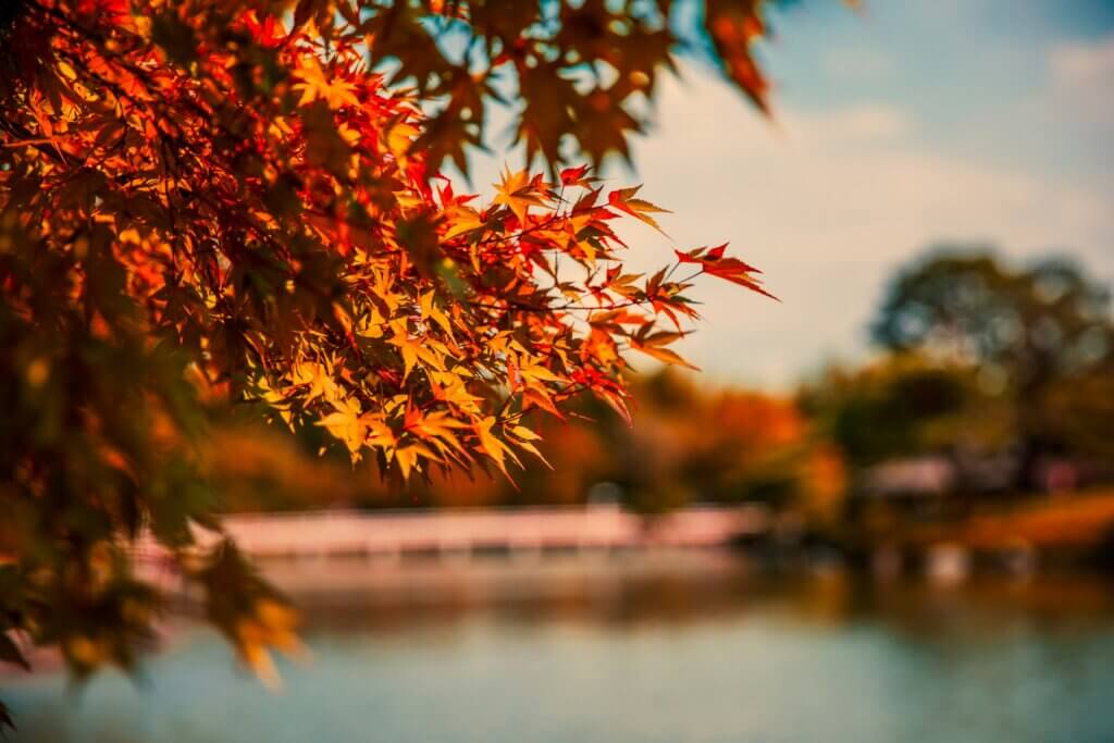 Common Fall pest control services