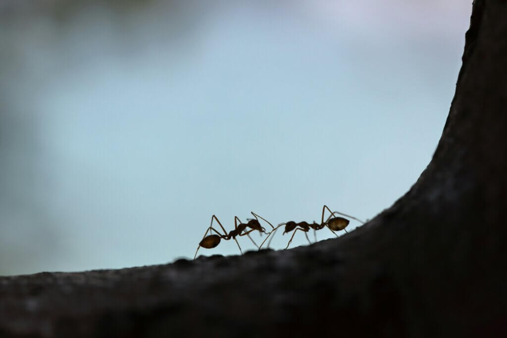 Prevention tips for common types of ants in NC