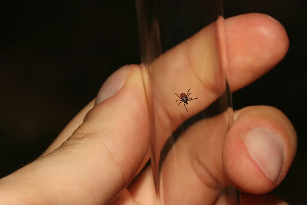Fleas and ticks pest control guide