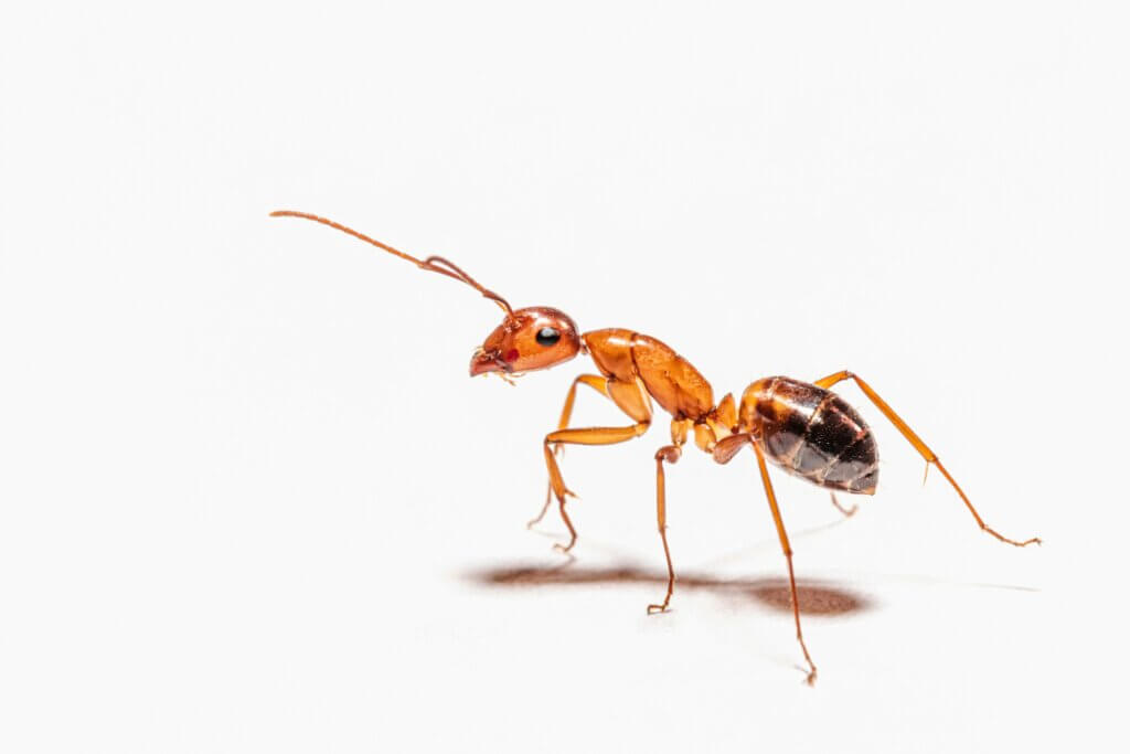 Common signs of types of ants in NC