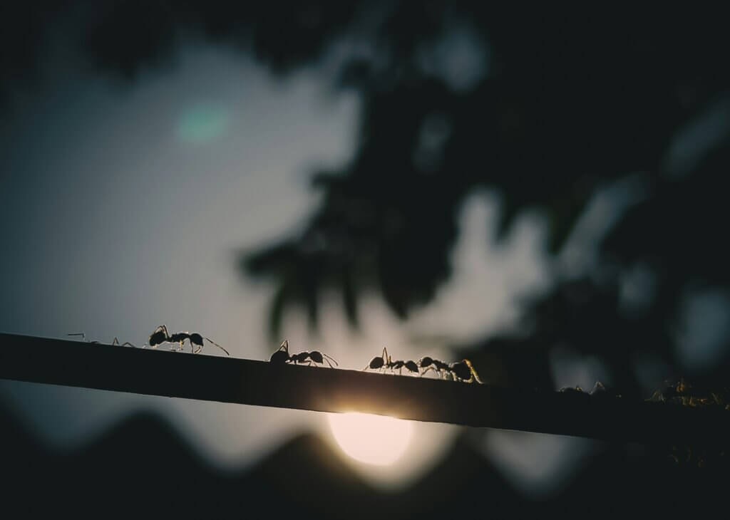 Types of ants in NC and prevention types
