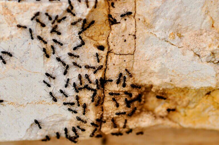 Types of ants in NC