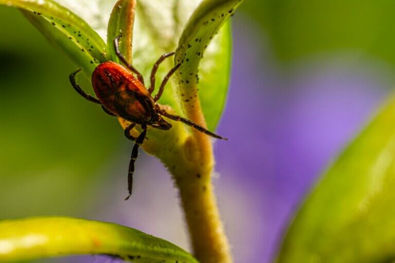 Pest control services in Hickory, NC
