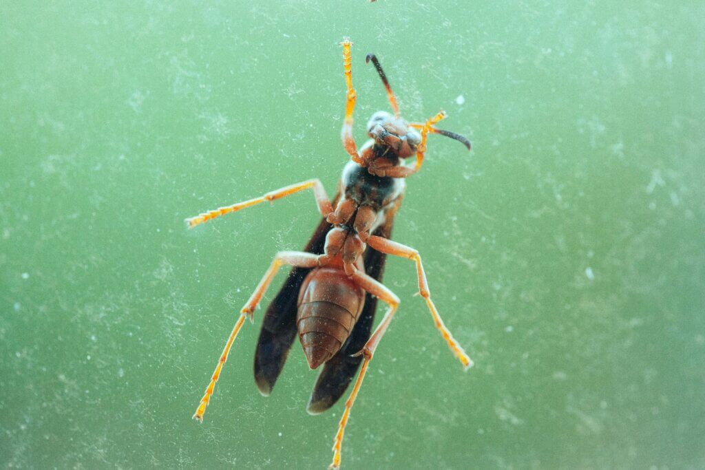 Common services for pest control services in Hickory, NC