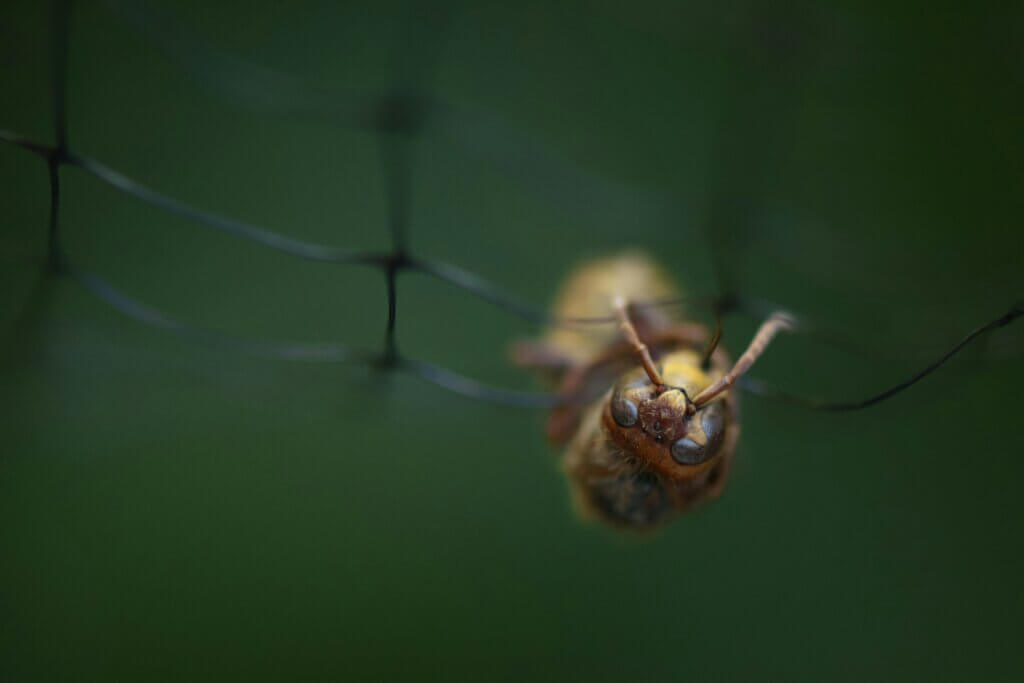 Reliable pest control services in Hickory, NC