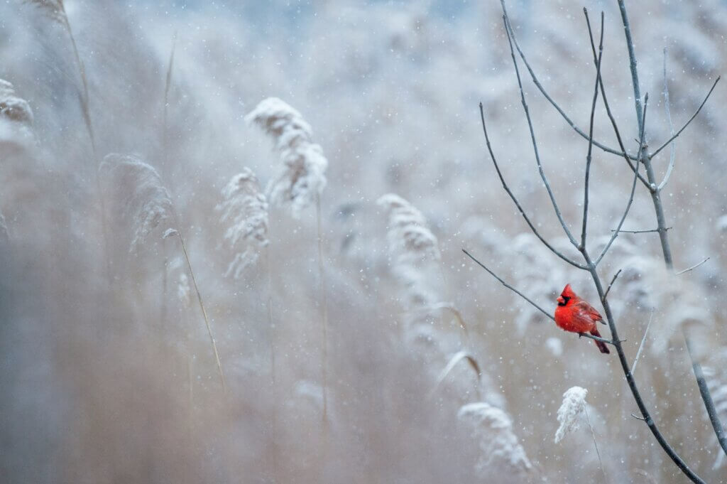 Signs you need winter pest control in NC