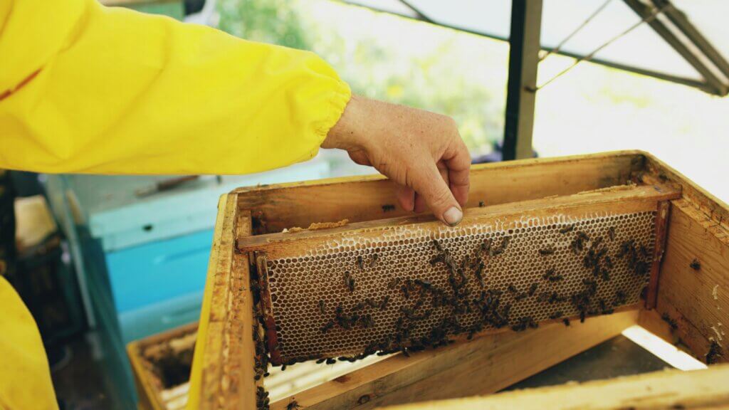 pest inspection NC