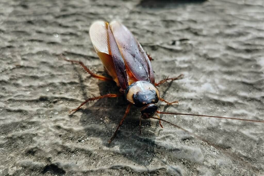 Exterminator Mooresville NC services