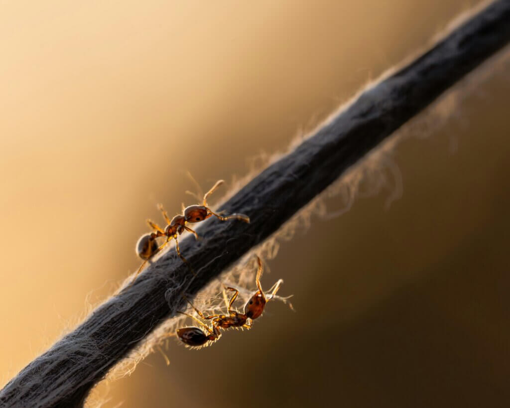 Types of ants in North Carolina homeowners should know