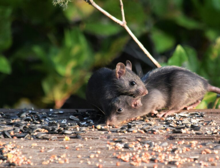 Exterminator Mooresville NC