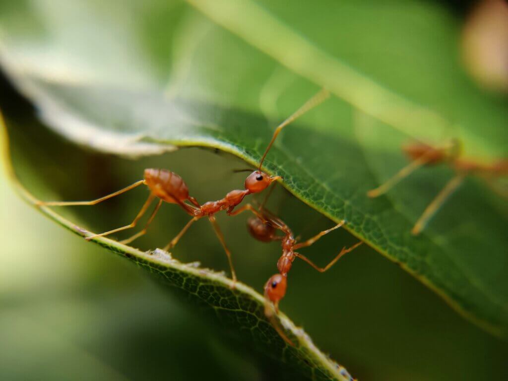 Pest control for different types of ants in North Carolina