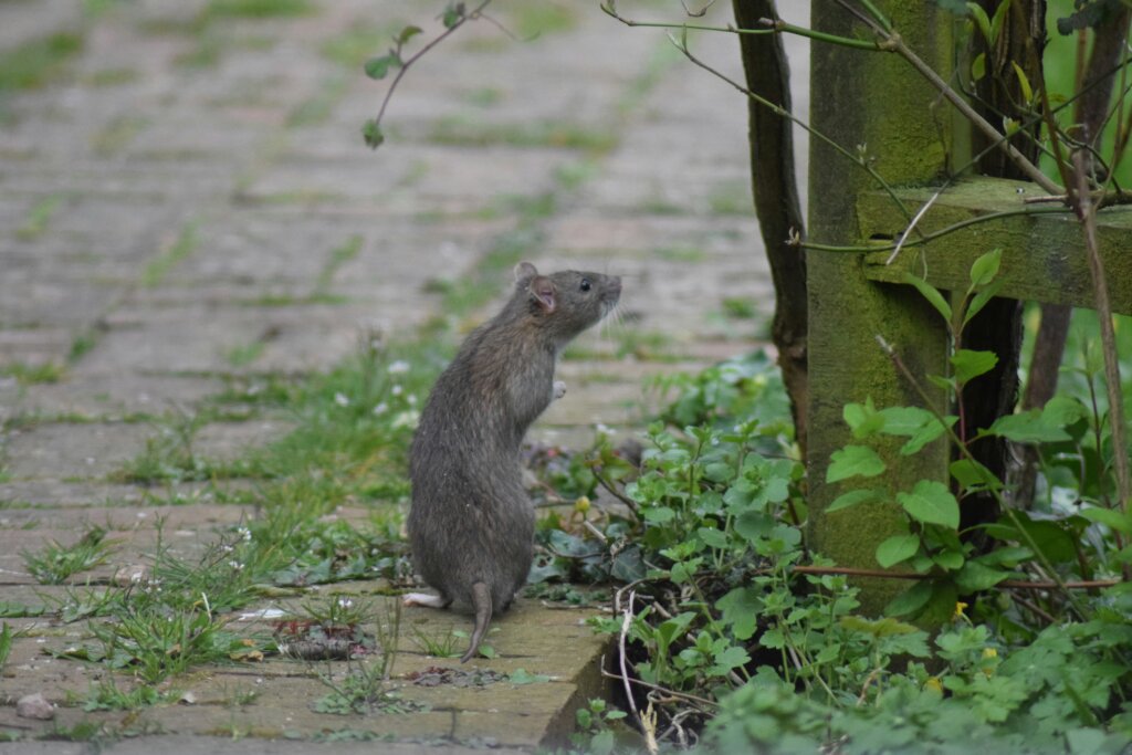Common services of exterminator Mooresville NC