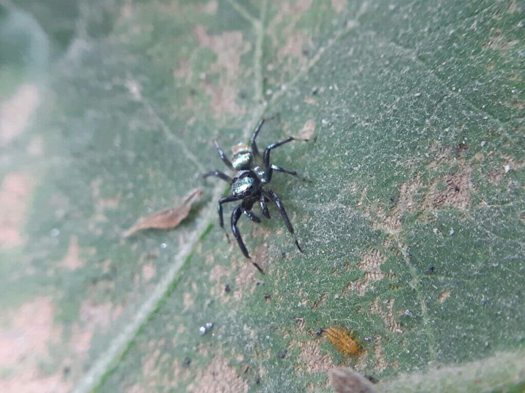 Benefits of exterminator Mooresville NC