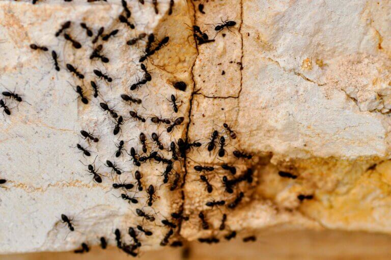 Types of ants in North Carolina