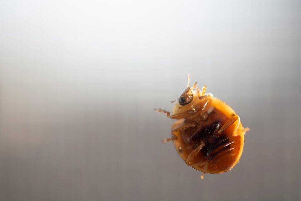 Common bed bug treatment North Carolina services